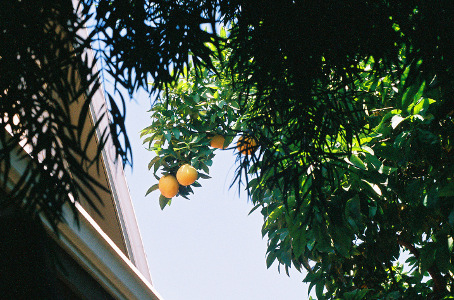 [Four large yellow fruit are hanging from a green leafy tree.]